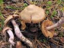 Cortinarius salor, mastna koprenka