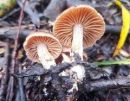 Cortinarius subbalaustinus, (cimetnolistna koprenka)