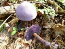 Cortinarius violaceus, vijoličasta koprenka