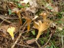 Craterellus lutescens, žolta trobenta