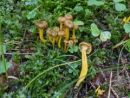 Craterellus tubaeformis, lijasta trobenta