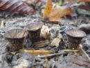 Cyathus striatus, črtkani košek