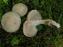 Entoloma clypeatum, užitna rdečelistka