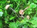 Entoloma querquedula, modrozelena rdečelistka