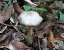 Entoloma rhodopolium, nizka rdečelistka