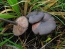 Entoloma serrulatum, črnomodra rdečelistka