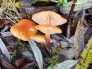 Flammulina velutipes, zimska panjevka