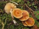 Galerina stylifera, spolzka kučmica