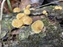 Galerina sulciceps, vrtnarska kučmica