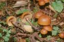 Galerina uncialis, (zaobljena kučmica)