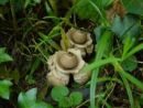 Geastrum triplex, ovratniška zvezdica