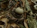 Geastrum triplex, ovratniška zvezdica