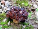 Gyromitra esculenta, pomladanski hrček