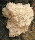 Hericium flagellum, jelkov bradovec