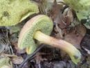 Hortiboletus engelii, hrastov vrtnikovec