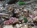 Hydnellum peckii, Peckova ježevka