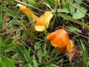 Hygrocybe aurantiosplendens, oranžnordeča vlažnica