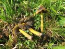 Hygrocybe conica, koničasta vlažnica