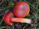 Hygrocybe punicea, velika vlažnica