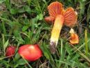 Hygrocybe punicea, velika vlažnica