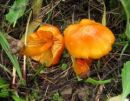 Hygrocybe quieta, zažetotrosna vlažnica