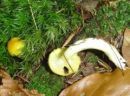 Hygrophorus hypothejus, pozna polževka