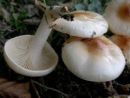 Hygrophorus lindtneri, leskova polževka