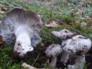 Hygrophorus marzuolus, marčna polževka