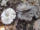 Hygrophorus marzuolus, marčna polževka