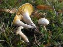 Hygrophorus queletii, Quéletova polževka