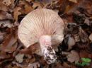 Hygrophorus russula, zajetna polževka