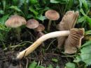 Inocybe fuscidula, žarkasta razcepljenka