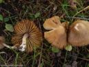 Inocybe nitidiuscula, Friesova razcepljenka