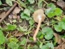 Inocybe pseudohiulca, smrekova razcepljenka