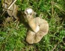 Inocybe splendens, lepa razcepljenka