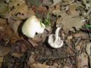 Inocybe whitei, pordečela razcepljenka