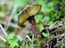 Lactarius lignyotus, črnikasta mlečnica