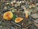 Lactarius rubrocinctus, ovratniška mlečnica