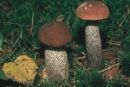 Leccinum scabrum, brezov ded