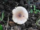 Lepiota brunneoincarnata, mesnorjavi dežniček