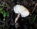 Lepiota brunneoincarnata, mesnorjavi dežniček