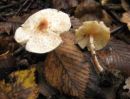 Lepiota cristatoides, zoprni dežniček