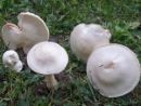 Leucoagaricus leucothites, rožnolistni kukmakovec