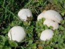 Lycoperdon pratense, travniška prašnica