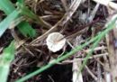 Marasmius graminum, travniška sehlíca