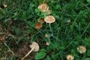 Marasmius oreades, dišeča sehlíca