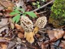 Morchella americana, (ameriški smrček)