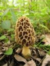 Morchella esculenta, užitni smrček