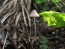 Mycena capillaripes, lasastobetna čeladica