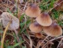 Mycena olivaceomarginata, (pašniška čeladica)